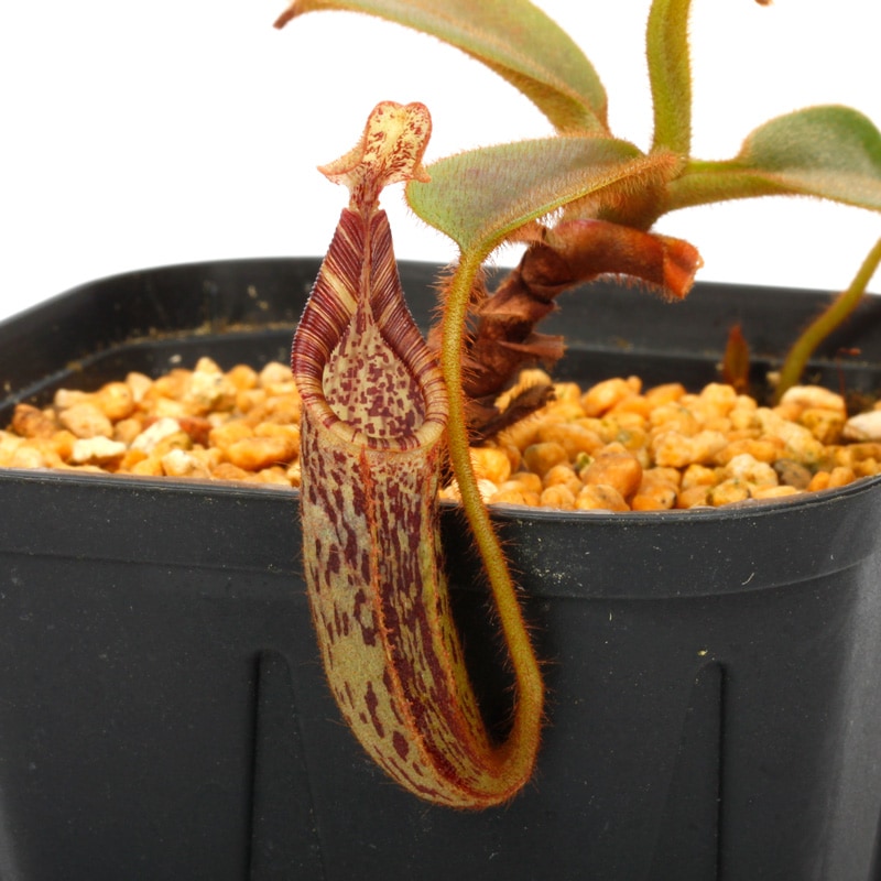 Nepenthes mollis ( hurrelliana ) [ ネペンテス・モリス