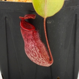 Nepenthes rajah x burbidgeae��( N. x ' alisputrana ' ) [ �ͥڥ�ƥ����饸�� x �С��ӥå����� (N. ���ꥵ�ץȥ�� ) ]���� Borneo Exotics / BE-3931 �ۡ� PN240917-06 ��