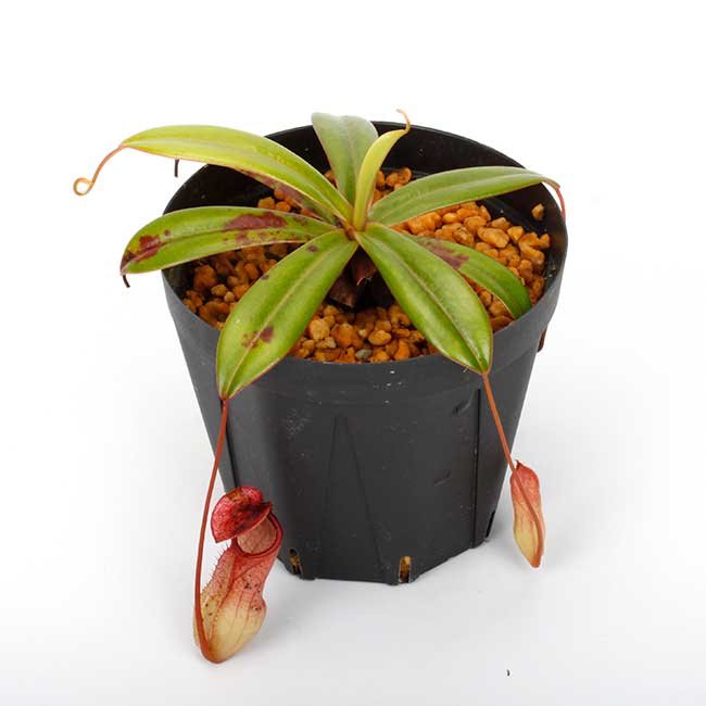 Nepenthes pervillei [ ネペンテス・ペルビレイ ] 【 PN240116-04 】