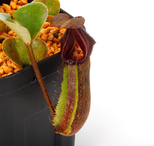 Nepenthes nebularum (Mt. Mayo) AW / Clone:04 [ ネペンテス
