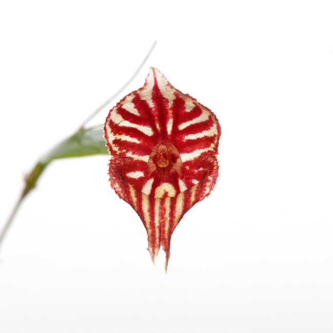 Lepanthes mulleriana [ レパンテス・マレリアナ ] 【 PN240116