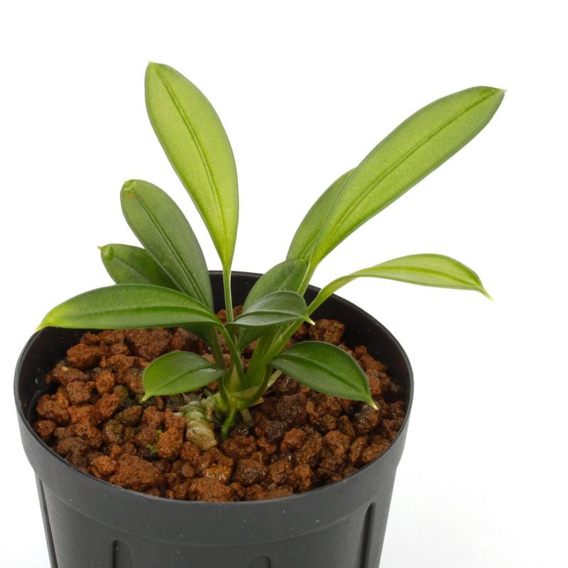 Aridarum sp. [ アリダルム sp. ] 【 PN240718-04 】