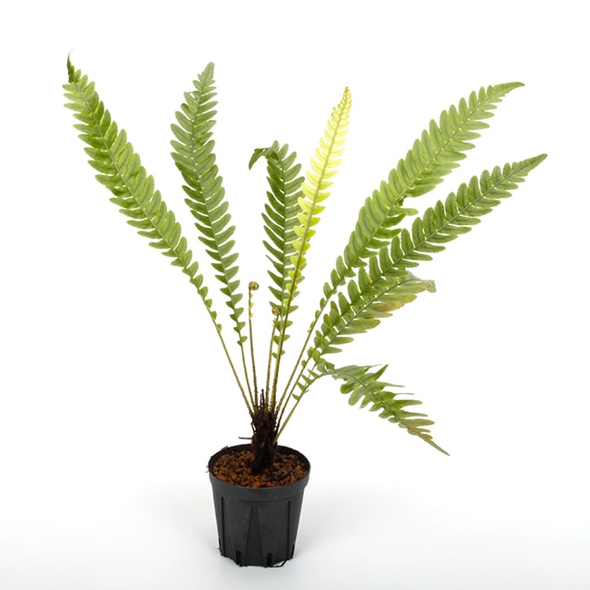 大型 エバーフレッシュ 曲がり仕立て バルーン陶器鉢 植え込み発送
