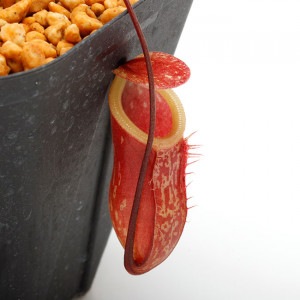 Nepenthes pitopangii (Ivory Colored Form) / AW��[ �ͥڥ�ƥ����ԥȥѥ󥮡� ]���� PN240131-12 ��
