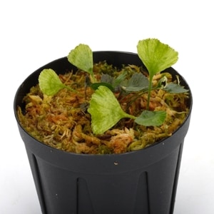 Elaphoglossum peltatum  [ ����ե������å��ࡦ�ڥ륿�ĥ� ]���� PN240205-01 ��