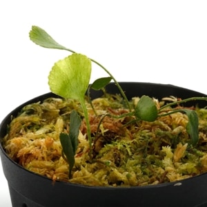 Elaphoglossum peltatum  [ ����ե������å��ࡦ�ڥ륿�ĥ� ]���� PN240205-02 ��