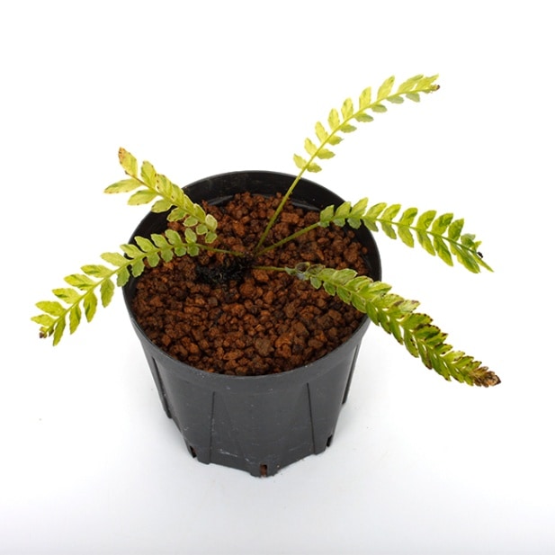 Blechnum obtusatum var. francii TypeB [ ブレクナム・オブツサタム