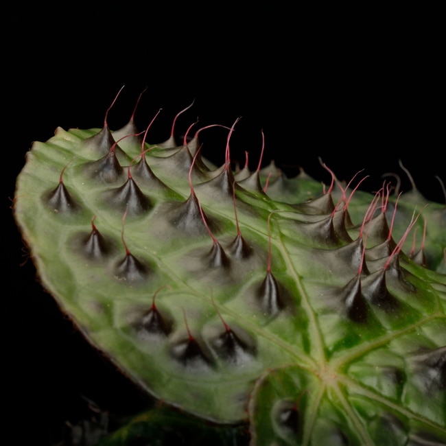 Begonia melanobullata [ ベゴニア・メラノブラータ ] 1ポット