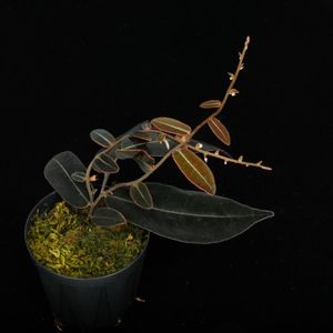 Marcgravia sp. 