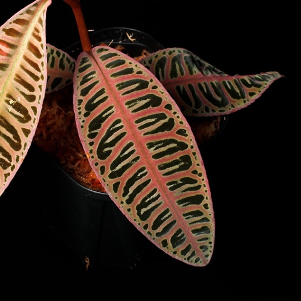 Labisia sp. 