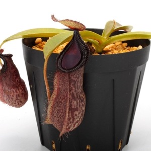 Nepenthes spathulata x hamata��[ �ͥڥ�ƥ������ѥ��饿�ߥϥޥ� ]���� Borneo Exotics / BE-3793 �ۡ� PN240304-07 ��