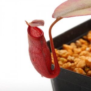 Nepenthes vieillardii ��[ �ͥڥ�ƥ��������������ǥ� ]���� PN240304-09 �ۡ� �˥塼����ɥ˥���ͭ��Ȥʤ�ͥڥƥ� ��