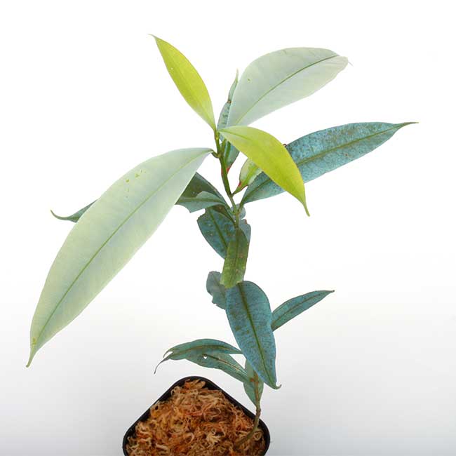 ☆送無！新品！「アブラカダブラ」+「ガラスの植物園」 ☆送無