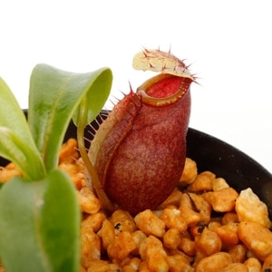 Nepenthes undulatifolia��[ �ͥڥ�ƥ�������ǥ��ƥ��ե��ꥢ ]���� PN240405-01 ��