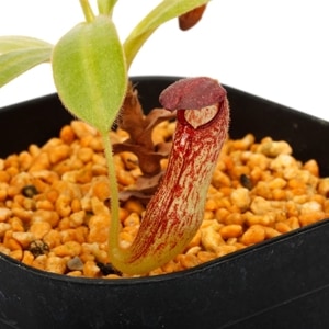 Nepenthes klossii��[ �ͥڥ�ƥ��������å��� ]���� Borneo Exotics / BE-3452 �ۡ� PN240405-05 ��