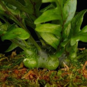 Lecanopteris holttumii��[ �쥫�Υץƥꥹ���ۥ륿�ߡ� ]���� PN260719-01 ��