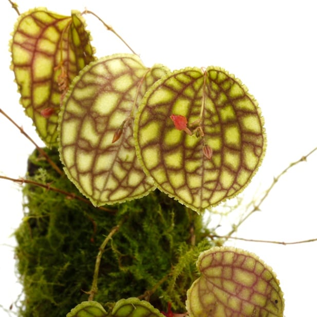 Lepanthes calodictyon [ レパンテス・カロディクティオン