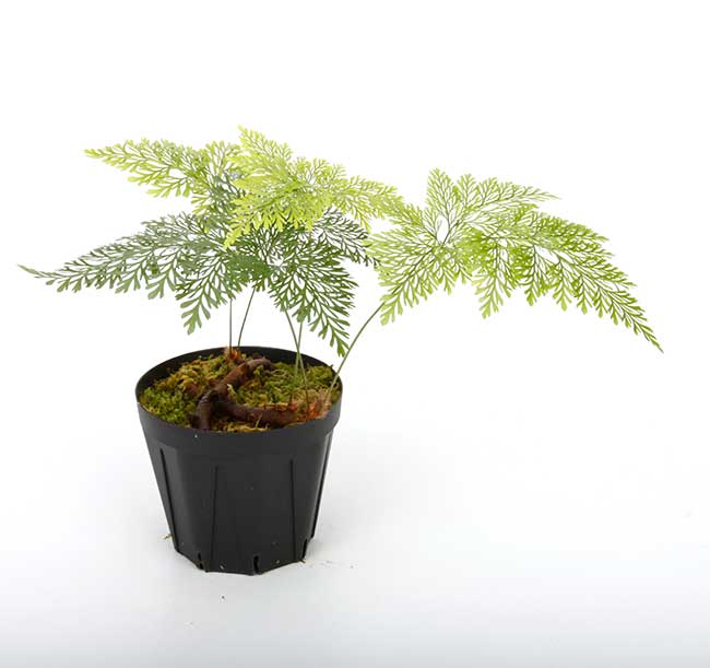 パパイヤ種子（タネ）　品種名　リオグランデ　10g（約650粒） パパイヤ種子（タネ） 品種名 リオグランデ 10g（約650粒）