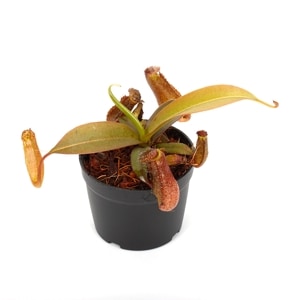 Nepenthes ' Rebecca Soper ' ( N. gracillima x N. ventricosa ) [ �ͥڥ�ƥ� ' ��٥å������ѡ� ' ]��1�ݥåȡ��� �ӥХꥦ�ࡢ�ѥ���ꥦ��˻Ȥ��䤹����ʪ ��