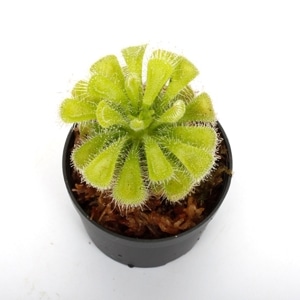 Drosera burmanii[ ɥ顦֥ޥˡ ]1ݥåȡ ѥꥦࡢӥХꥦ˻Ȥ䤹ʪ 