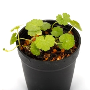 Hydrocotyle sibthorpioides [ ���ɥᥰ���������绺 ]��1�ݥåȡ��� �ӥХꥦ�ࡢ�ѥ���ꥦ��˻Ȥ��䤹����ʪ ��