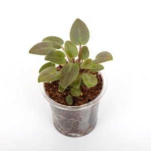 Saintopaulia  'Hot Pink Bell's' [Miniature trailer]��[ ����ȥݡ��ꥢ���ۥåȥԥ󥯥٥륺 ]��1�ݥåȡ��� �ӥХꥦ�ࡢ�ѥ���ꥦ��˻Ȥ��䤹����ʪ ��