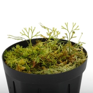 Elaphoglossum peltatum 