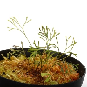 Elaphoglossum peltatum 