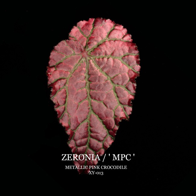 Begonia cv. ZERONIA / ' MPC ( METALLIC PINK CROCODILE ) ' [ XY-013