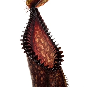 Nepenthes hamata��[ �ͥڥ�ƥ����ϥޥ� ]���� PN240506-00 ��