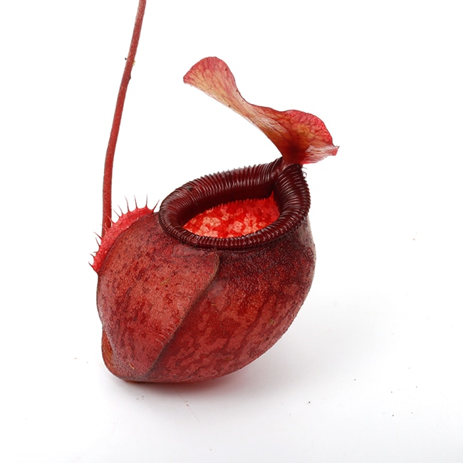 Nepenthes undulatifolia [ ネペンテス・ウンデュラティフォリア