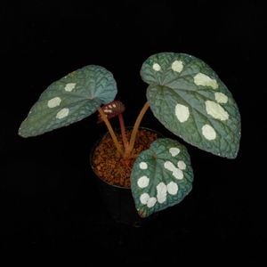 専用！青ベゴニアBegonia phoeniogramma I ❣️ベゴニア原種 専用 青ベゴニアBegonia phoeniogramma I ❣️ベゴニア原種 専用