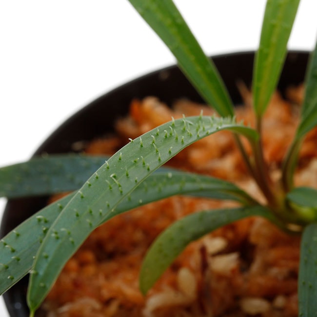Homalomena sp. 