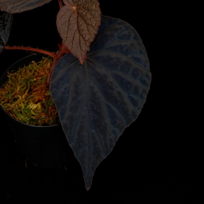 Begonia cv. ' ZERONIA [ XY-004-AT / B. pavonina x B. baik