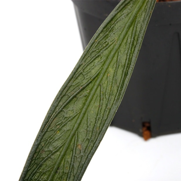Josefia intricata [ ジョセフィア・イントリカータ