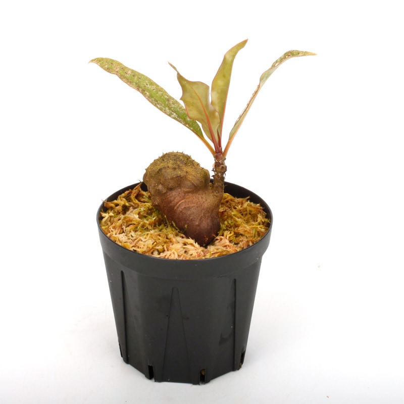 Myrmecodia spec. reddish leaves (Waghete) [ ミルメコディア sp