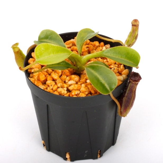 Nepenthes lowii (Gunung Mentapok, Borneo) AW / Clone:08