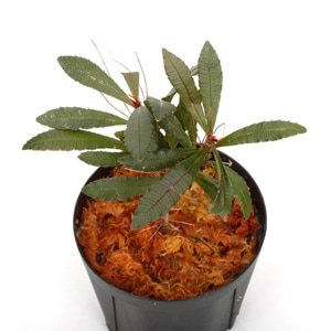 Sauvagesia cf. serrata [ Х cf. 顼 ] PN240614-18 