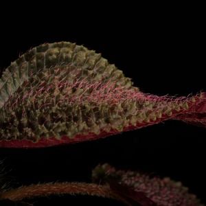 Triolena sp. 
