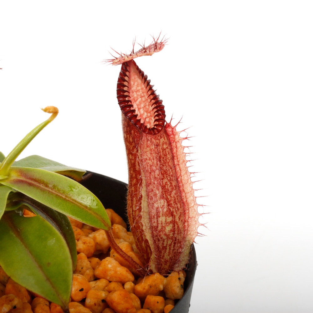 Nepenthes hamata / AW / Clone:01 [ ネペンテス・ハマタ