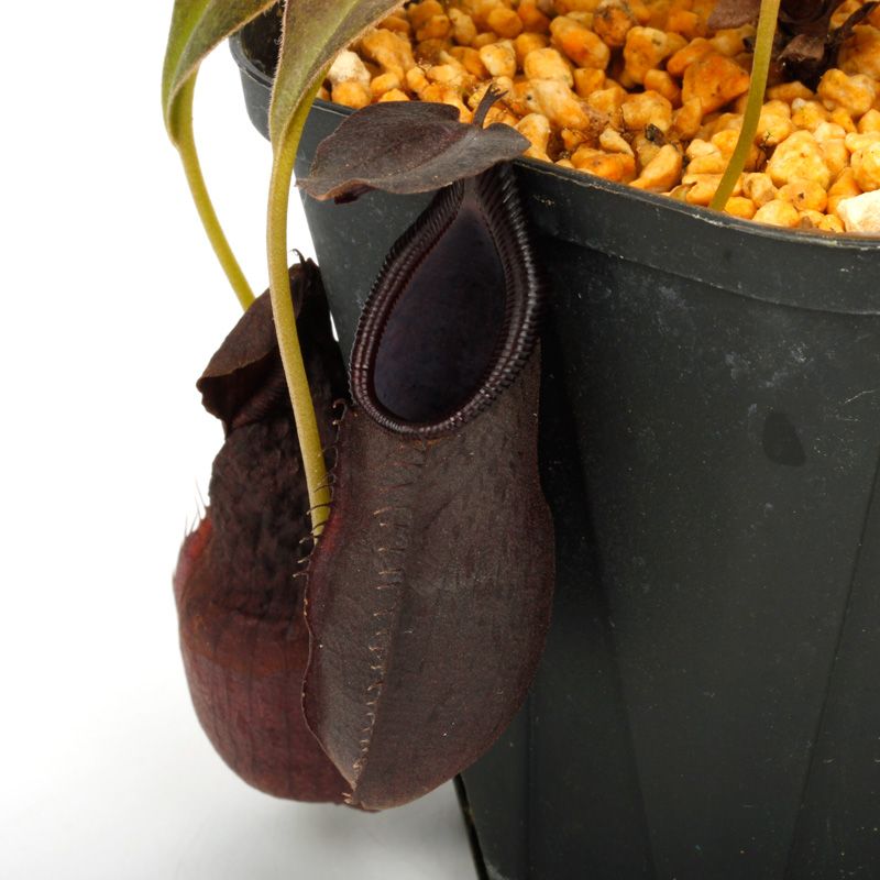 Nepenthes sp. / AW [ ネペンテス sp. ] 【 PN240712-14 】 | 植物