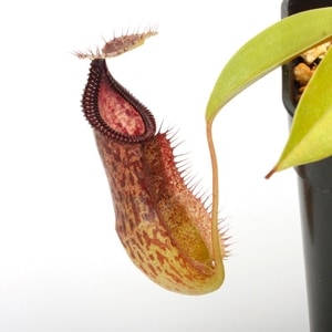 Nepenthes sibuyanensis x hamata��[ �ͥڥ�ƥ������֥�󥨥󥷥��ߥϥޥ� ]���� Borneo Exotics / BE-3562 �ۡ� PN240712-15 ��