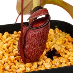 Nepenthes raja��[ �ͥڥ�ƥ����饸�� ]���� PN240712-17 ��