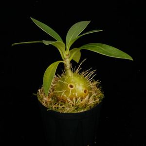Anthorrhiza recurvispina (Rossel Island, PNG)[ ȥꥶ쥯ӥԥ ] PN250522-04 