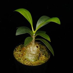 Anthorrhiza recurvispina (Rossel Island, PNG)��[ ����ȥ�ꥶ���쥯��ӥ��ԥ� ]�� PN260624-04 ��