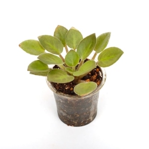 Saintopaulia ' SK first love ' (Micro Miniature)������ȥݡ��ꥢ sp. 