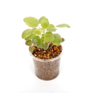 Saintopaulia ' Taril Along ' (Micro mini trailer) ������ȥݡ��ꥢ sp. 