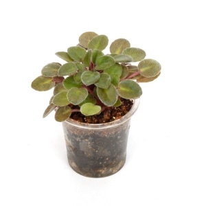 Saintopaulia ' Amadie Taril ' (Miniature Trailer) ������ȥݡ��ꥢ sp. 