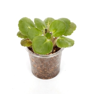 Saintopaulia ' Jersey Girl Trail ' (Miniature Trailer) ������ȥݡ��ꥢ sp. 