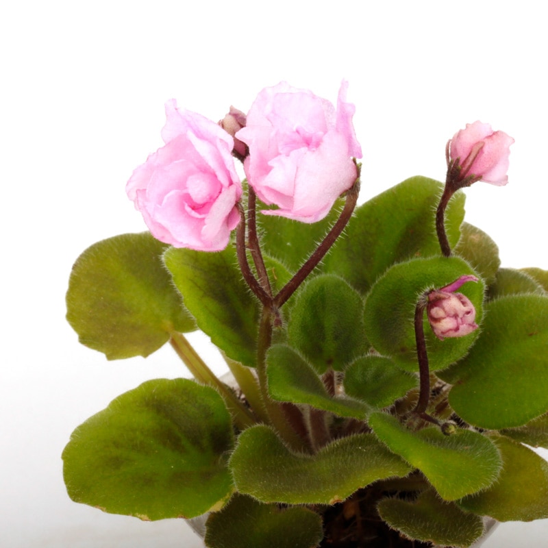 Saintopaulia ' Sassy Sister ' (Semi miniature Trailer